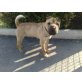 Gina, Shar Pei - Hündin