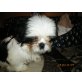 Gina, Shih Tzu - Hündin