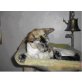 Gina, Siamesen - Katze