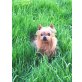Gina, Yorkshire Terrier - Hündin