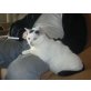 Gina ist eine verschmuste Minikatze, EKH - Katze