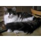 Gina und Gracia, Maine Coon - Katze