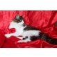 Gina und Gracia, Maine Coon - Katze