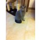 Gina und Shila, BKH und Karthäuser - Katze