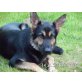 Gina von den Halunken, Deutscher Schäferhund - Hündin