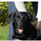 Ginebra, Flat Coated Retriever - Hündin