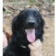 Ginebra, Flat Coated Retriever Mix - Hündin