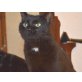 Ginestra, EKH - Katze