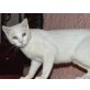 Ginetta, EKH - Katze