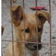 Ginette, belg. Schäferhund Mix Welpen - Hündin