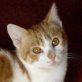 Ginevra, rot-weiße - Katze