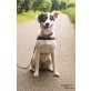Ginger, Bordercollie-Schäfer-Mix - Hündin