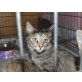 Ginger, EKH - Kater