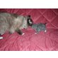Ginger, Ragdoll/Perser - Katze