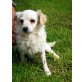 Ginger, Spitz-Mischlingsdame Welpen - Hündin