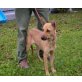 Ginger, sucht liebe Familie - Hündin