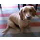 Gini, Dackel-Cockerspaniel Mix - Hündin