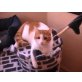 Gini Minka Leo Mizi, Hauskatze - Katze