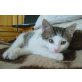 Ginko, Mischling - Kater