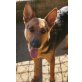 Ginny, Schäferhund-Mix - Hündin