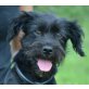 Ginny, Schnautzer Mix - Hündin