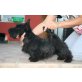 Ginny, Scottish Terrier Welpen - Hündin