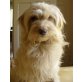 Ginny, Terrier-Mischling - Hündin