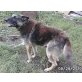 Gino, Deutscher Schäferhund - Rüde