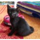 Gino, Europäisch Kurzhaar - Kater