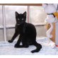Gino, Europäische Kurzhaarkatze - Kater