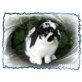 Gino, Mini Lop - männlich