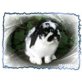 Gino, Mini Lop - männlich