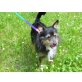 Gino, Terrier/langhaardackel - Rüde