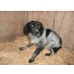 Gioconda sucht nach Liebe, Münsterländer  Mix - Hündin