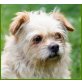 Giorgi, Cairn-Terrier-Mix - Hündin