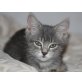 Giorgia, silbergraue - Katze