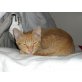 Giorgino, EKH - Kater