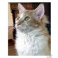 Giotto, lieber LaPerm Kuschelkater sucht neues Zuhaus - Kater