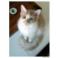 Giotto, lieber LaPerm Kuschelkater sucht neues Zuhaus - Kater