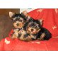 Giovanna,Gina, Yorkshire Terrier Welpen - Hündin