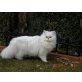 Giovanni, Perser - Kater
