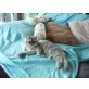 'Giovanny' in der Farbe silber schwarz, Perser - Kater