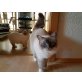 Gipsy & Felipe, Heilige Birma - Kater