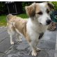 Gipsy, Gipsy, kleiner Hund mit großem Herz PLZ 53902 - Hündin