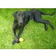 Gipsy, Jagdhund - Hündin