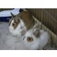 Gipsy und Lara, Löwenkopfzwerge - männlich