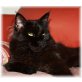 Girisha und Janina, Maine Coon - Katze