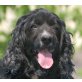 Girly DEMIRA , Spanielmixhündin, kastriert, PS Wien/Bgld. - Hündin