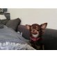 Gisell, Chihuahua kurzhaariger Schlag - Hündin