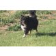 Gismo, Australian Shepherd Dog - Rüde